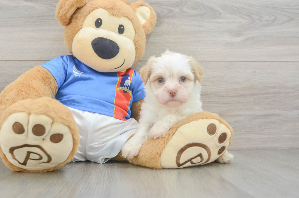6 week old Havanese Puppy For Sale - Lone Star Pups