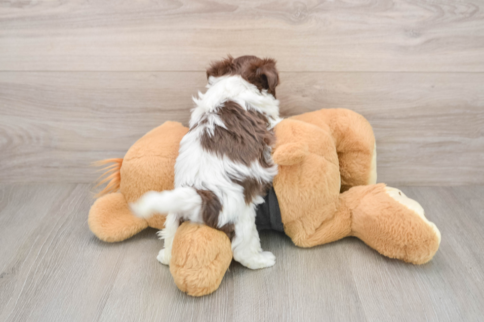 Funny Havanese Purebred Pup