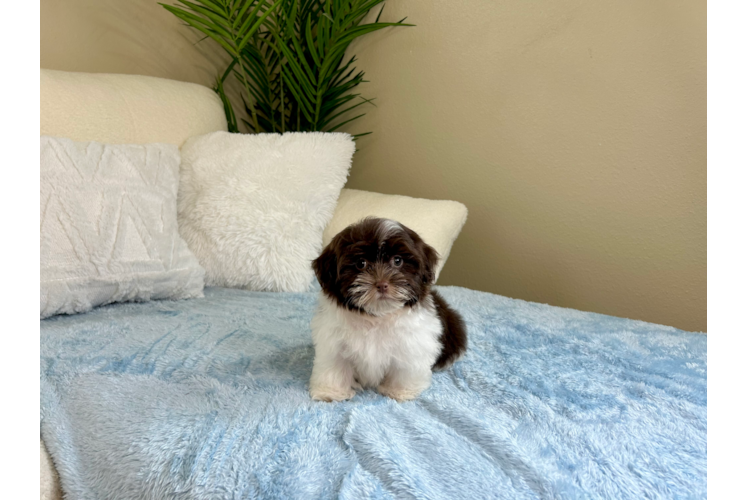 Havanese Puppy for Adoption