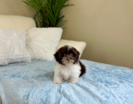 11 week old Havanese Puppy For Sale - Lone Star Pups