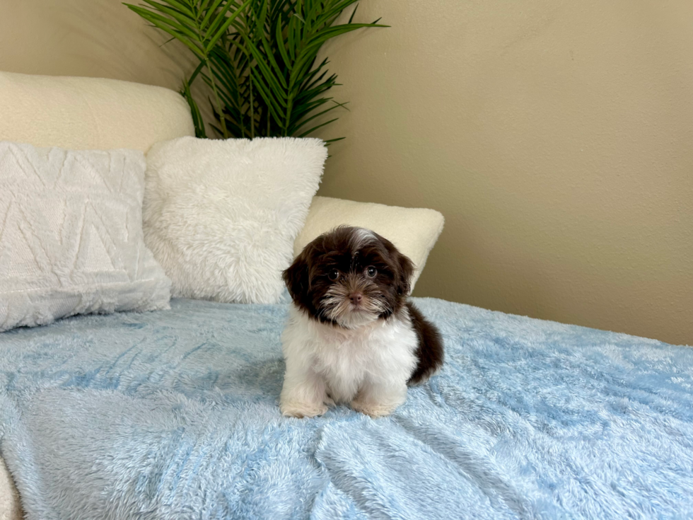 Havanese Puppy for Adoption