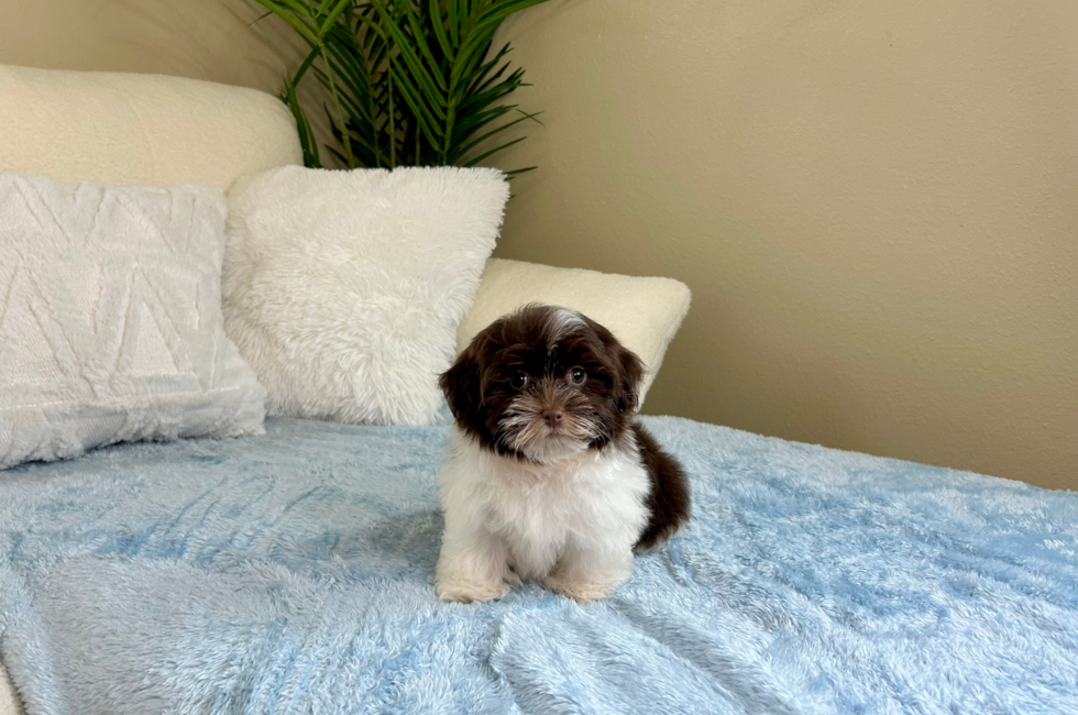 11 week old Havanese Puppy For Sale - Lone Star Pups