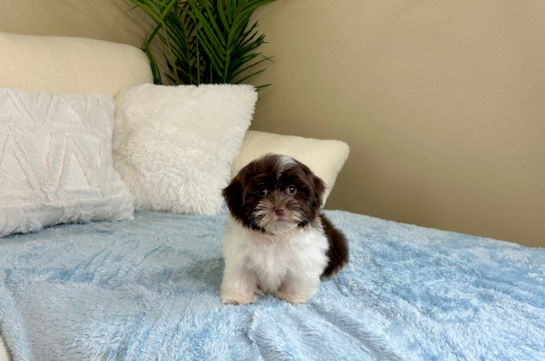 Cute Havanese Baby