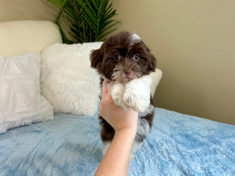 Havanese Pup Being Cute