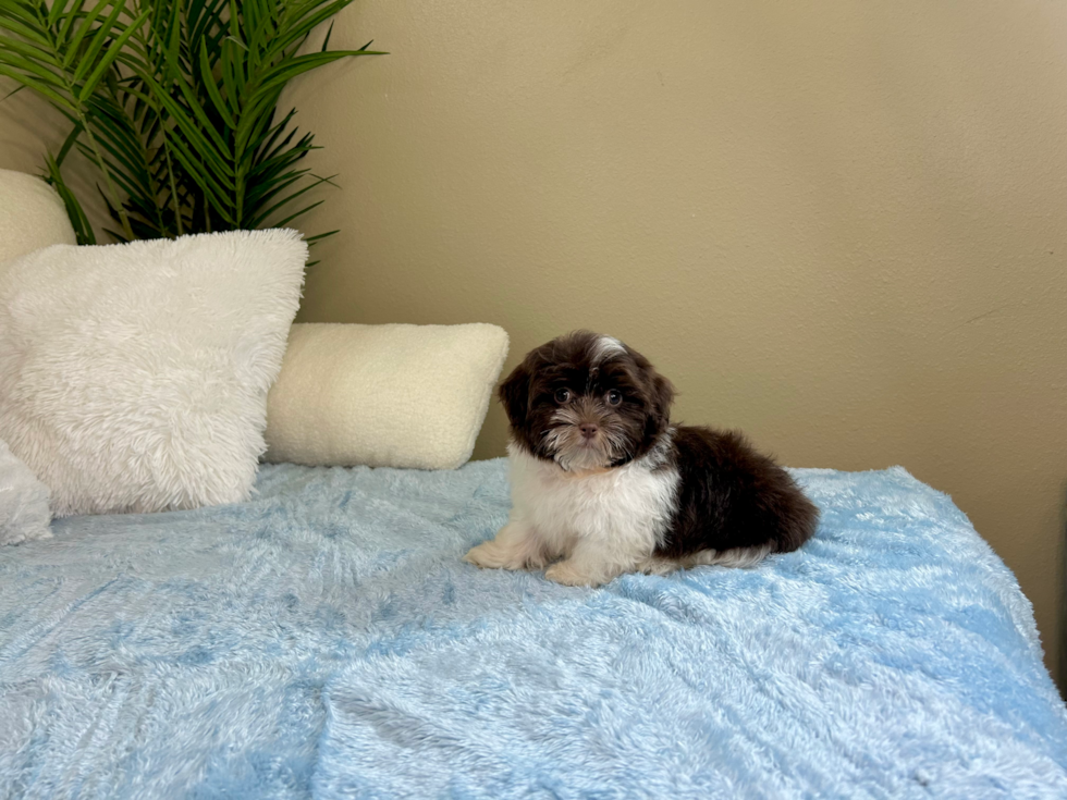 Cute Bichon Havanes Purebred Puppy