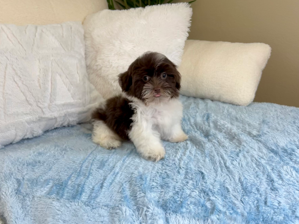 Havanese Pup Being Cute