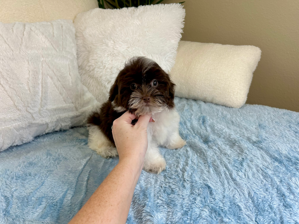 Best Havanese Baby