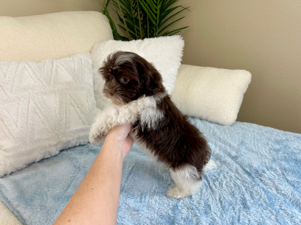 Cute Havanese Purebred Pup