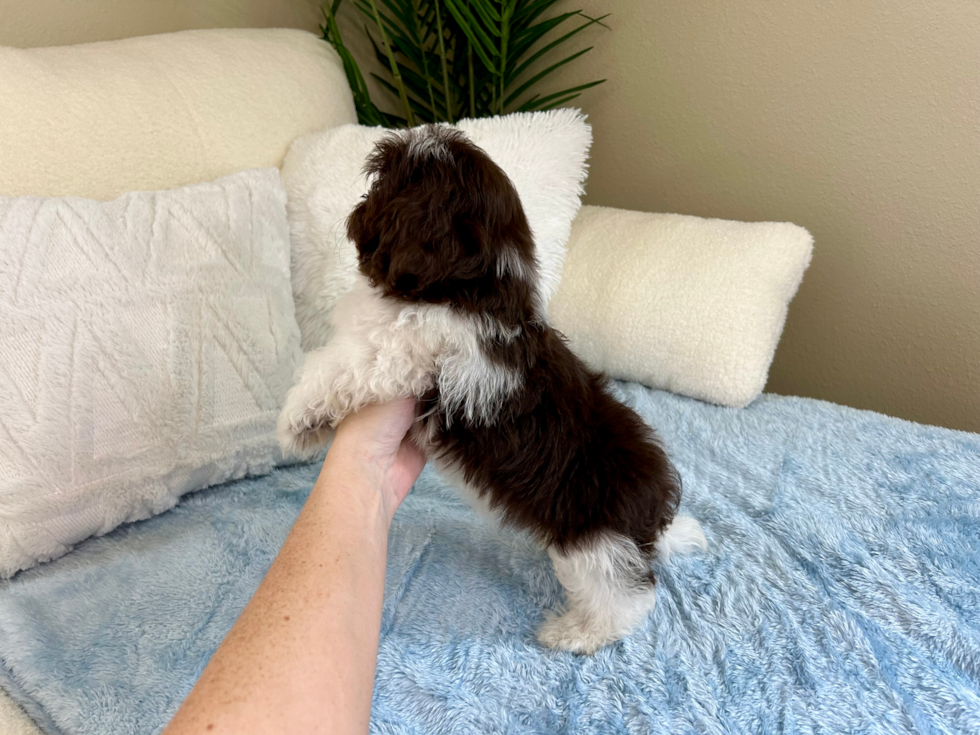 Havanese Puppy for Adoption