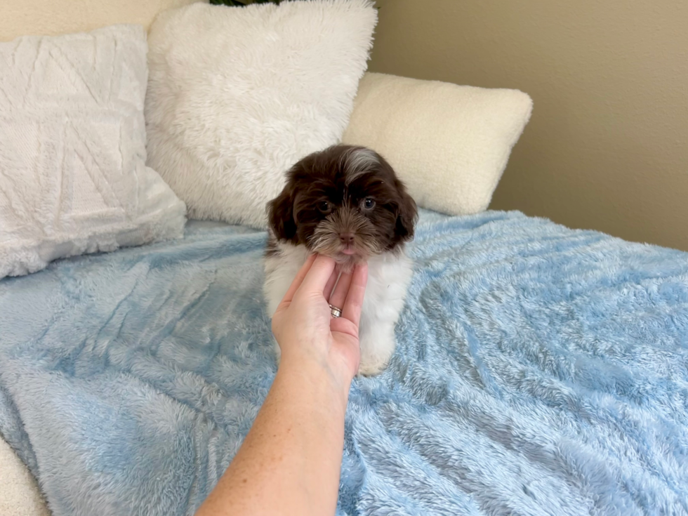 Cute Havanese Purebred Pup