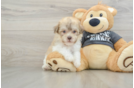 Havanese Puppy for Adoption