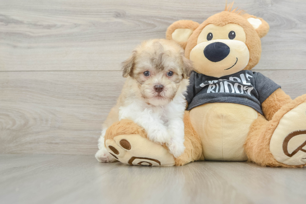 Havanese Puppy for Adoption
