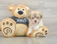 8 week old Havanese Puppy For Sale - Lone Star Pups