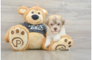 Havanese Pup Being Cute