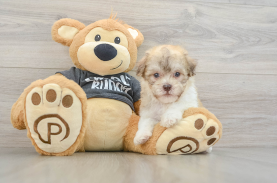 Havanese Pup Being Cute