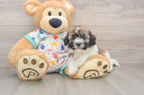 Playful Havanese Purebred Pup