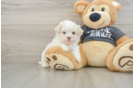 Adorable Havanezer Purebred Puppy
