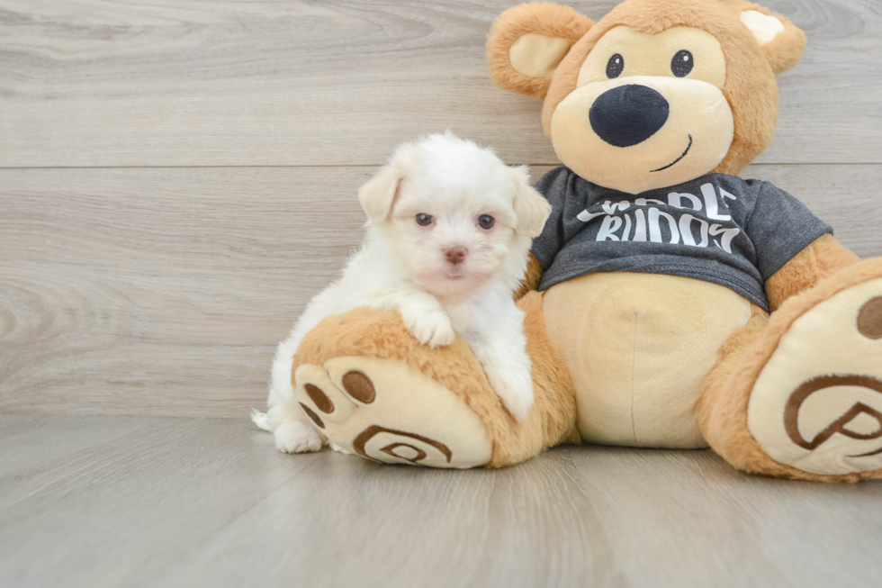 Adorable Havanezer Purebred Puppy