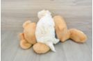 Friendly Havanese Purebred Pup