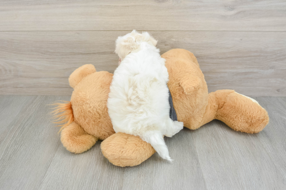Friendly Havanese Purebred Pup
