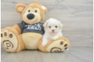 Havanese Puppy for Adoption
