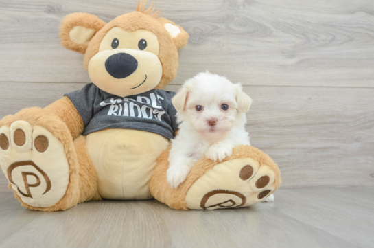 Havanese Puppy for Adoption