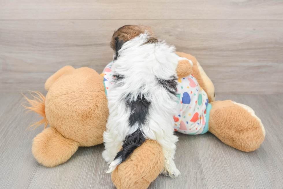 Friendly Havanese Baby