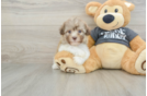 Small Havanese Purebred Pup