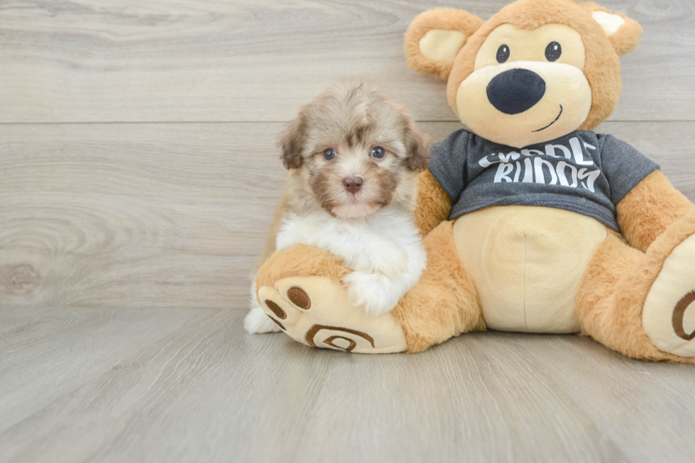 Small Havanese Purebred Pup