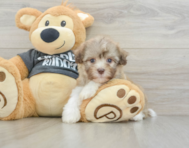 8 week old Havanese Puppy For Sale - Lone Star Pups