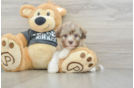 Funny Havanese Baby