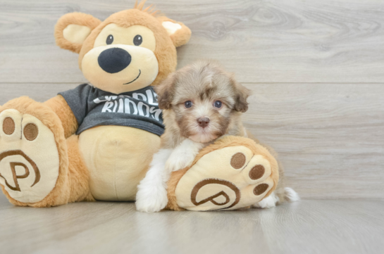 Funny Havanese Baby