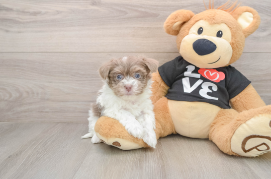 Havanese Puppy for Adoption