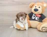 7 week old Havanese Puppy For Sale - Lone Star Pups