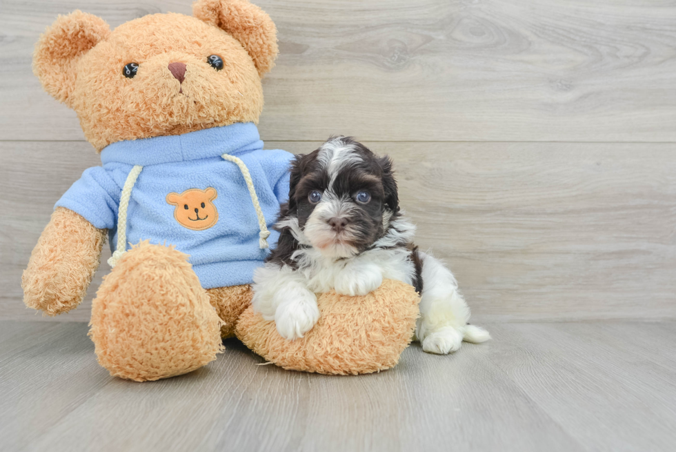 Havanese Pup Being Cute