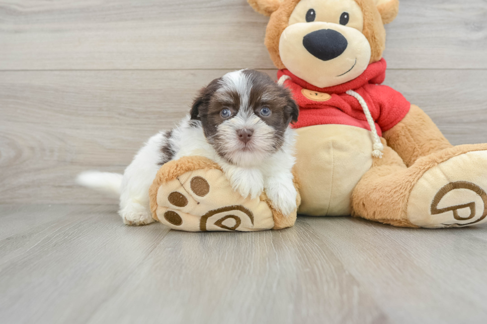 Havanese Puppy for Adoption