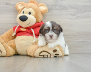 8 week old Havanese Puppy For Sale - Lone Star Pups