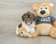 9 week old Havanese Puppy For Sale - Lone Star Pups