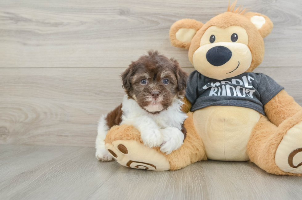 5 week old Havanese Puppy For Sale - Lone Star Pups