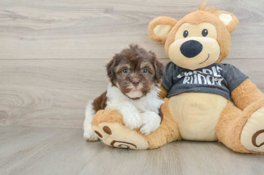 Havanese Pup Being Cute