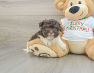 6 week old Havanese Puppy For Sale - Lone Star Pups