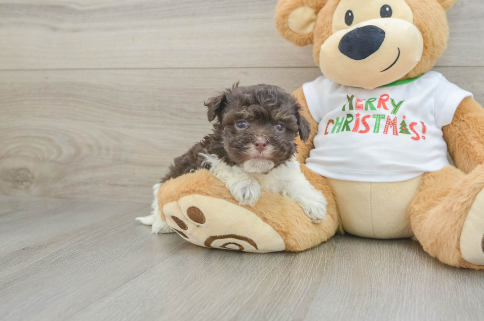 5 week old Havanese Puppy For Sale - Lone Star Pups