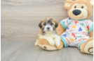 Little Havanese Baby