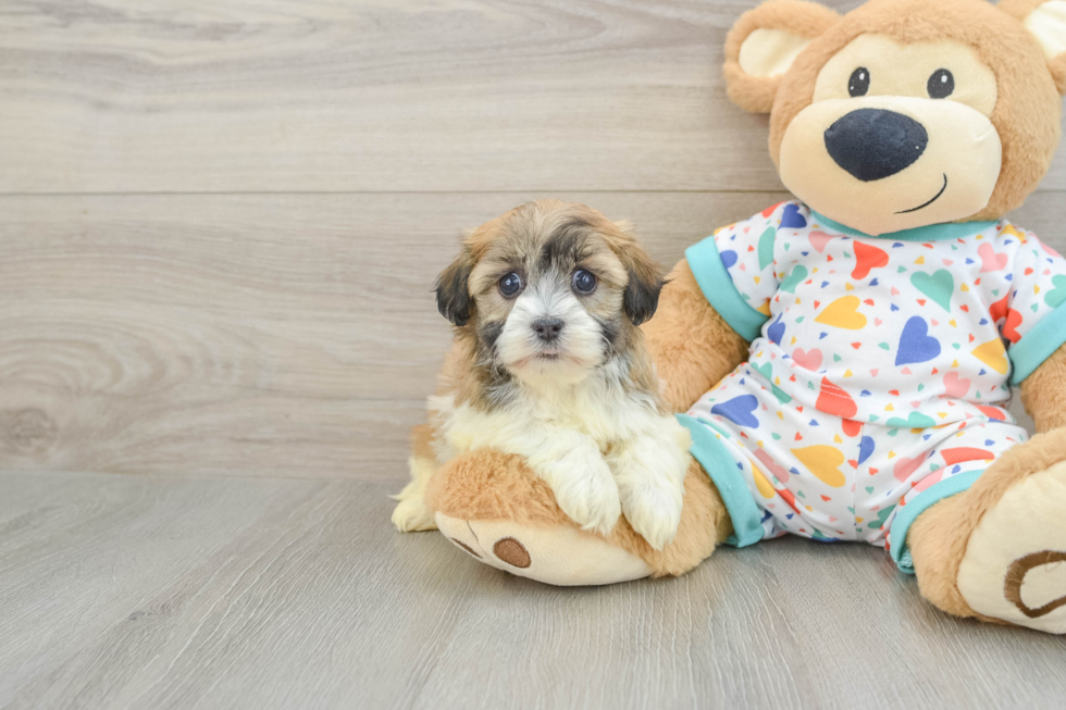Little Havanese Baby