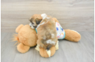 Havanese Puppy for Adoption