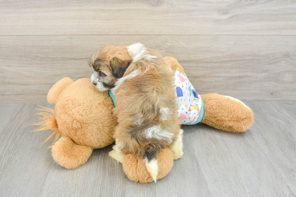 Havanese Puppy for Adoption