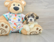 5 week old Havanese Puppy For Sale - Lone Star Pups