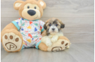 Havanese Puppy for Adoption
