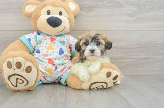Havanese Puppy for Adoption
