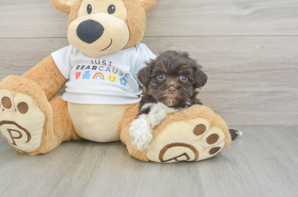 8 week old Havanese Puppy For Sale - Lone Star Pups